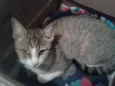 Gatinha Urgente