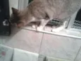 Gatinha Urgente