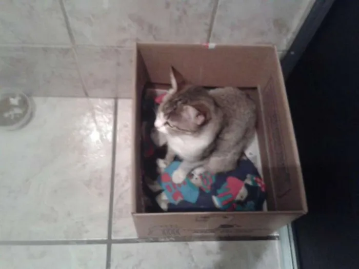 Gato ra a Indefinida idade 1 ano nome Gatinha Urgente