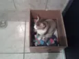 Gatinha Urgente