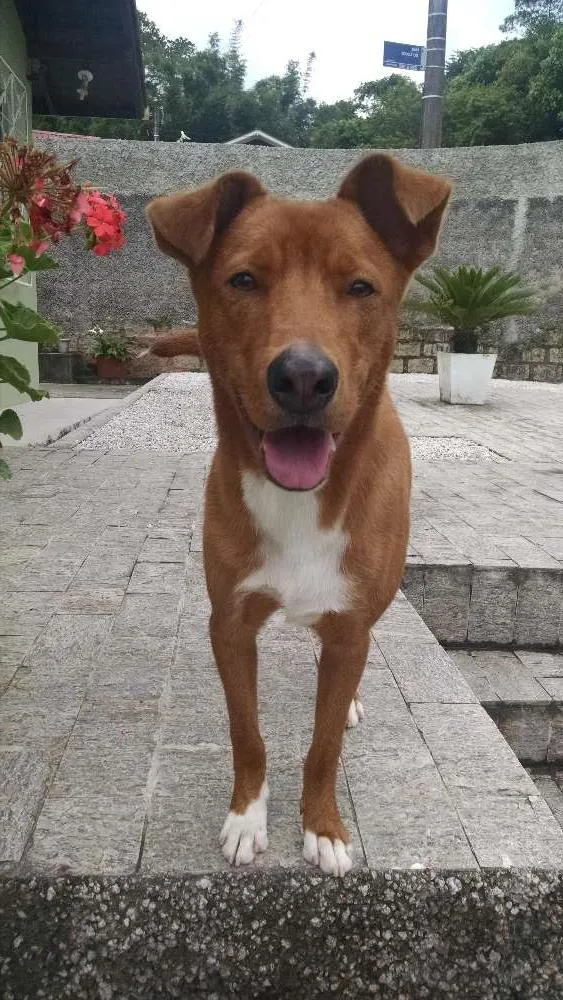 Cachorro ra a Não sei idade 3 anos nome Hunter