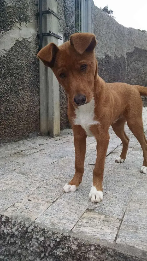 Cachorro ra a Não sei idade 3 anos nome Hunter