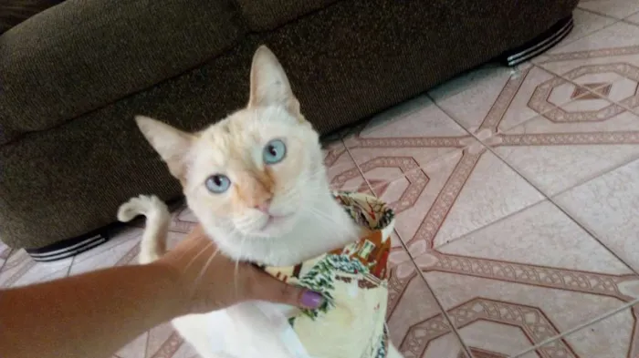 Gato ra a Nao sei idade 7 a 11 meses nome Nao sei