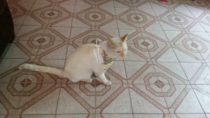 Gato ra a Nao sei idade 7 a 11 meses nome Nao sei