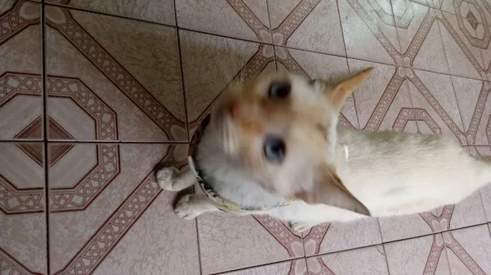 Gato ra a Nao sei idade 7 a 11 meses nome Nao sei
