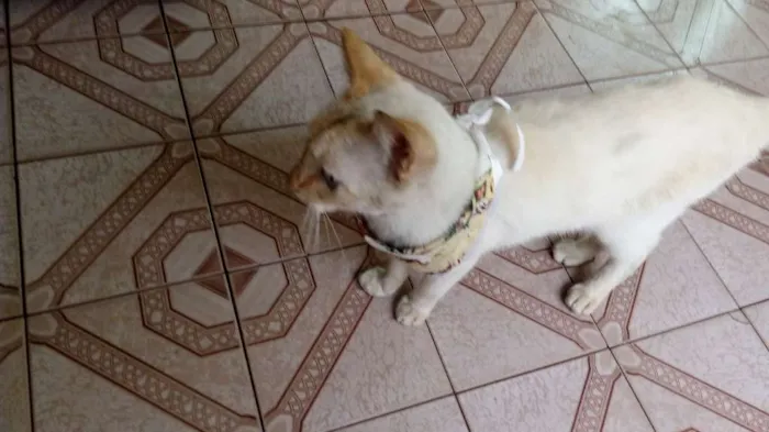 Gato ra a Nao sei idade 7 a 11 meses nome Nao sei