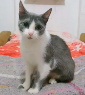 Gato raça SRD idade 1 ano nome Safira