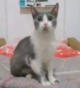 Safira