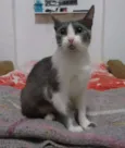 Safira