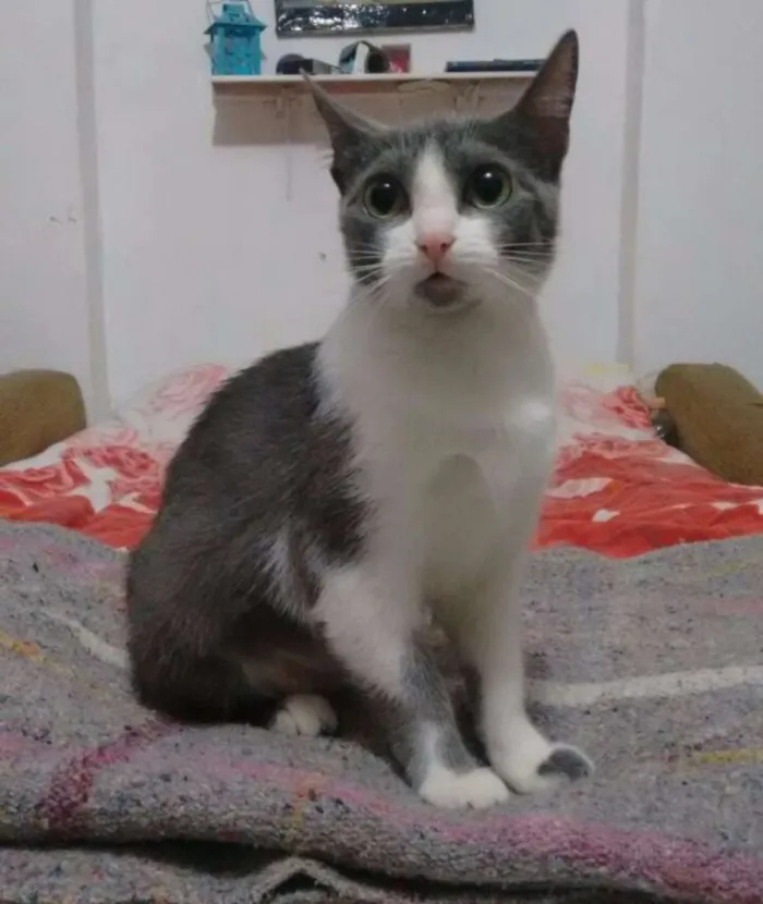 Gato ra a SRD idade 1 ano nome Safira