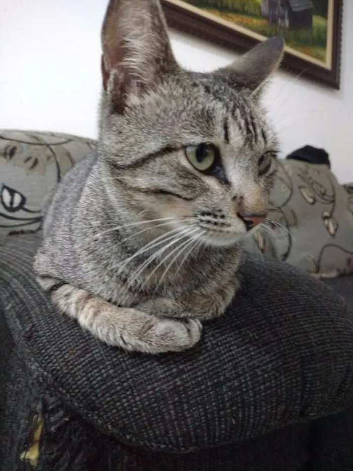Gato ra a SRD idade 1 ano nome Necão