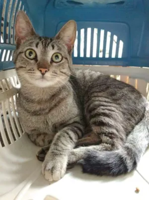 Gato raça SRD idade 1 ano nome Necão