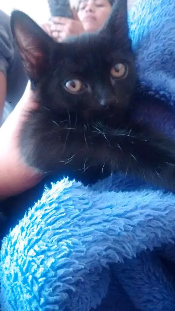 Gato ra a Vira lata  idade 2 a 6 meses nome Chocolate 
