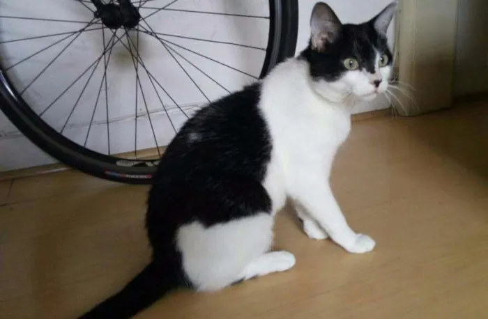 Gato ra a SRD idade 1 ano nome Alfredo