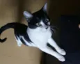 Alfredo