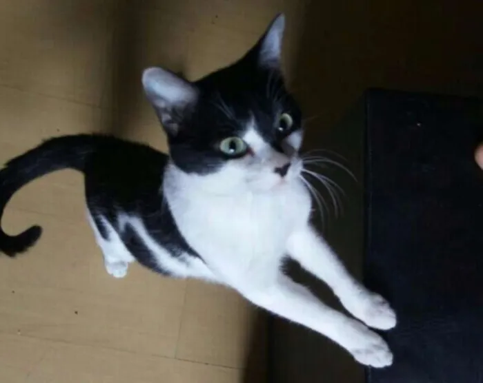 Gato ra a SRD idade 1 ano nome Alfredo
