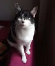 Alfredo