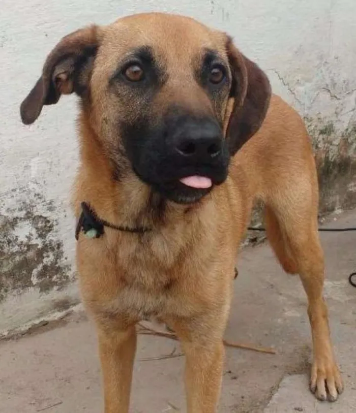 Cachorro ra a SRD idade 2 anos nome Bethovem