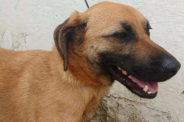 Cachorro ra a SRD idade 2 anos nome Bethovem