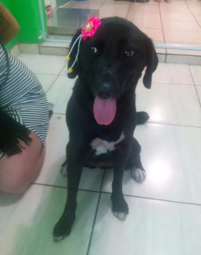 Cachorro ra a mix de labrador idade 2 anos nome Miranda