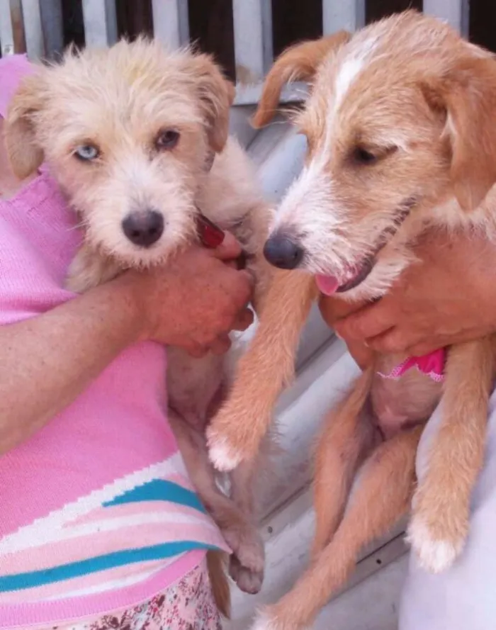 Cachorro ra a SRD idade 7 a 11 meses nome Chanel e Prada