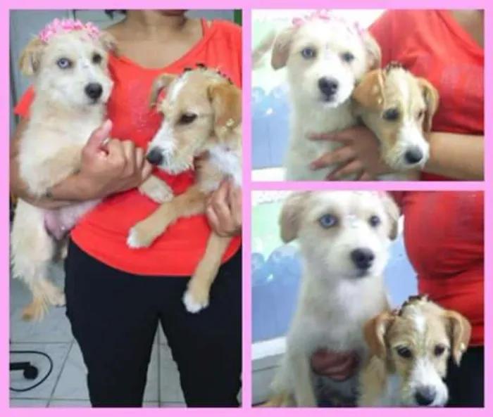 Cachorro ra a SRD idade 7 a 11 meses nome Chanel e Prada