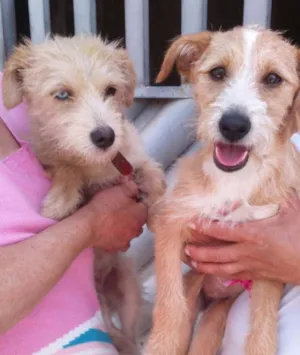Cachorro raça SRD idade 7 a 11 meses nome Chanel e Prada