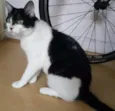 Alfredo