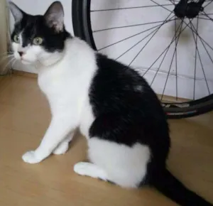Gato raça SRD idade 1 ano nome Alfredo