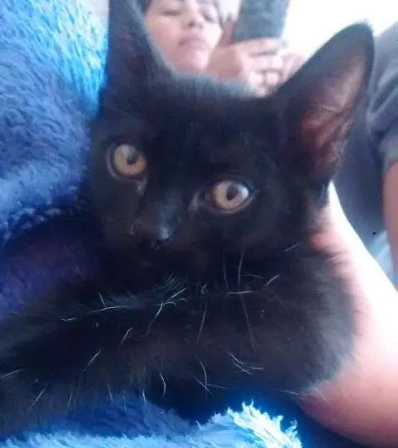 Gato ra a Vira lata  idade 2 a 6 meses nome Chocolate 
