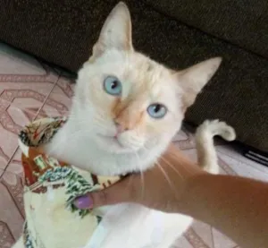 Gato raça Nao sei idade 7 a 11 meses nome Nao sei