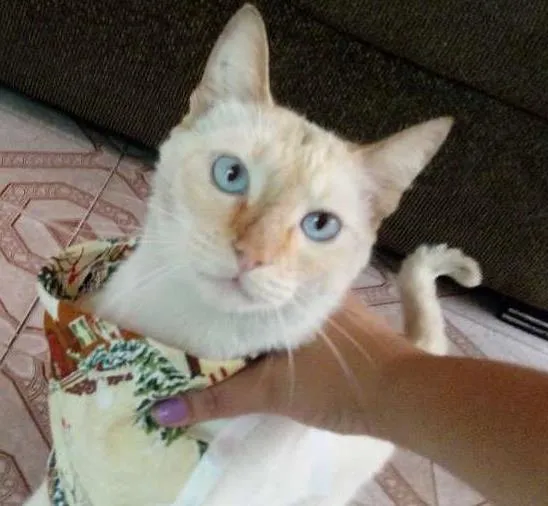 Gato ra a Nao sei idade 7 a 11 meses nome Nao sei