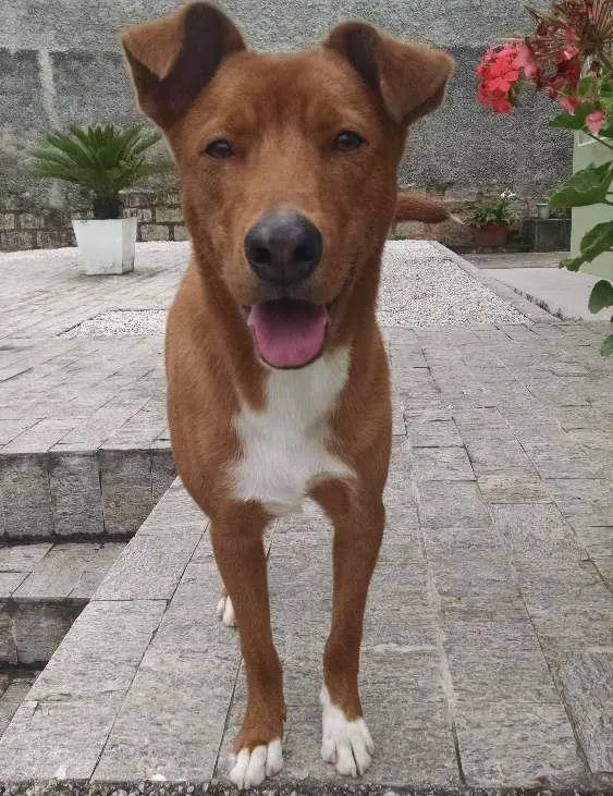 Cachorro ra a Não sei idade 3 anos nome Hunter