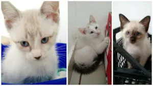 Gato raça SRD idade 2 a 6 meses nome -