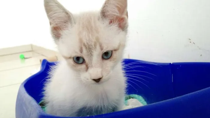 Gato ra a SRD idade 2 a 6 meses nome -