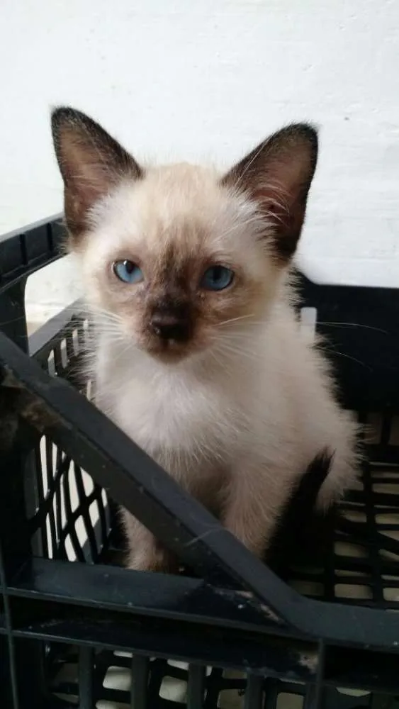 Gato ra a SRD idade 2 a 6 meses nome -
