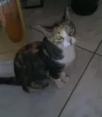 Felicia