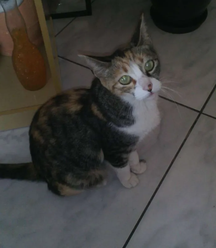 Gato ra a indefinida idade 1 ano nome Felicia