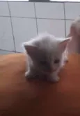 Felicia