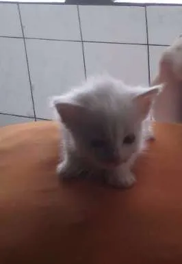Gato ra a indefinida idade 1 ano nome Felicia