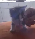 Felicia