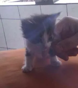 Gato ra a indefinida idade 1 ano nome Felicia