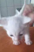Felicia