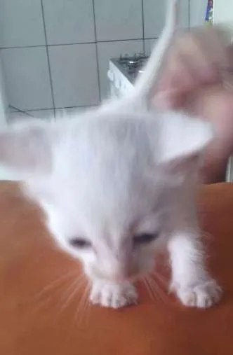 Gato ra a indefinida idade 1 ano nome Felicia