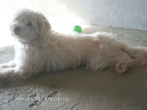 Cachorro raça SRD idade 2 anos nome Fanny Kita