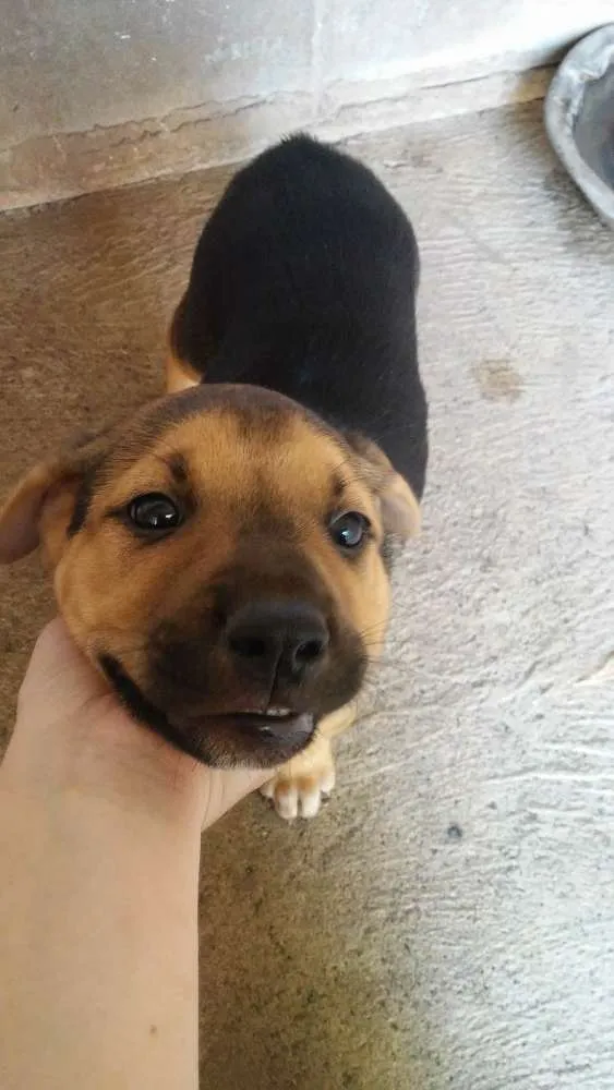 Cachorro ra a sem raça definida idade 2 a 6 meses nome bela/luma/spik/nilo/