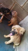 bela/luma/spik/nilo/