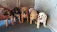 bela/luma/spik/nilo/
