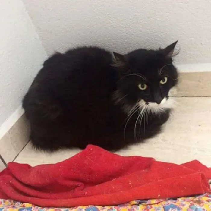 Gato raça  idade  nome Vitório