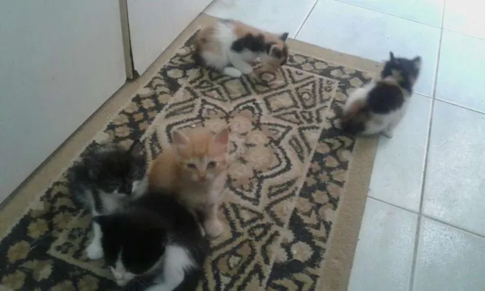 Gato raça  idade Abaixo de 2 meses nome Sem nome